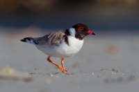 Kulik cernohlavy - Thinornis cucullatus - Hooded Plover o5102